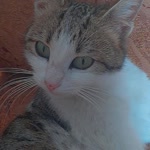 Gizem.