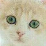 Kedi