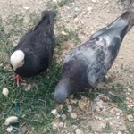 Alı