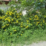 Çiler