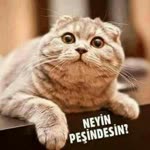 Bilgin
