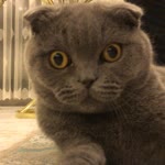 Arzu