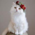 Sultan