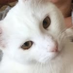 Zeynep