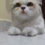 Taha