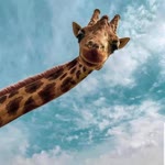 Faylum