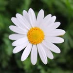 Pinar