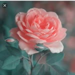 Hatice