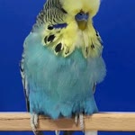 Fatma