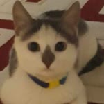 Yiğit