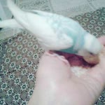 Figen