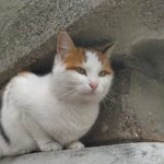 Furkan