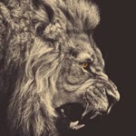 Sezer