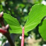 Uğur