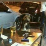 Umut