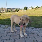 Yusuf