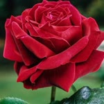 Ebrar