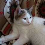 Ayse