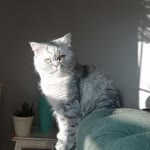 Hatice