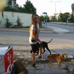 Gül