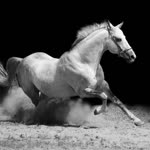 Halil