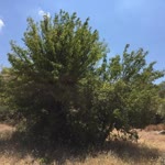Rıfat