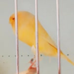 Ümit