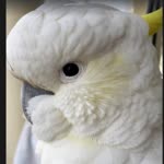 Emirhan