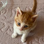 Özlem