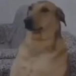 Berk