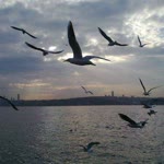 Yasemin