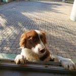 Olcay