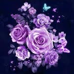 Alp