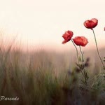 Neslihan