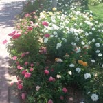 Zeynep