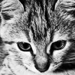 Enes