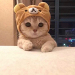 Buse