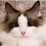 Dilek