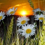 Ayse