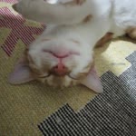 Arzu