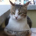 Gökçe