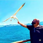 Nihat