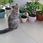 Zehra