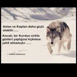 Orhan