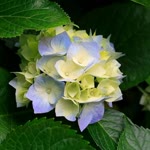 Bahar