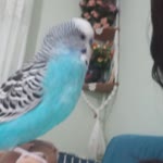 Nur