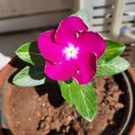 Sanem