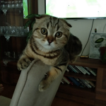 Gökhan