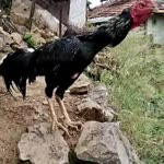 Profil fotoğrafı
