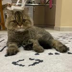 Neslihan